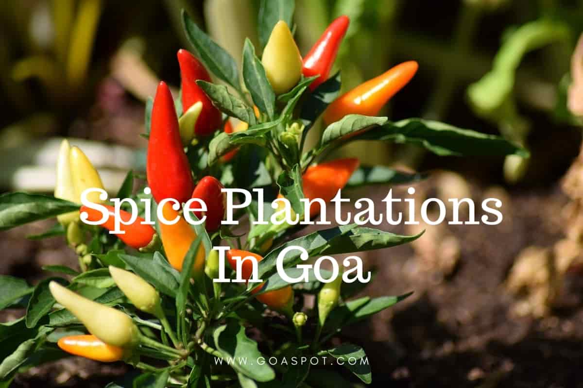Spice Plantations in Goa