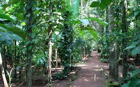 Tropical spice plantation Goa