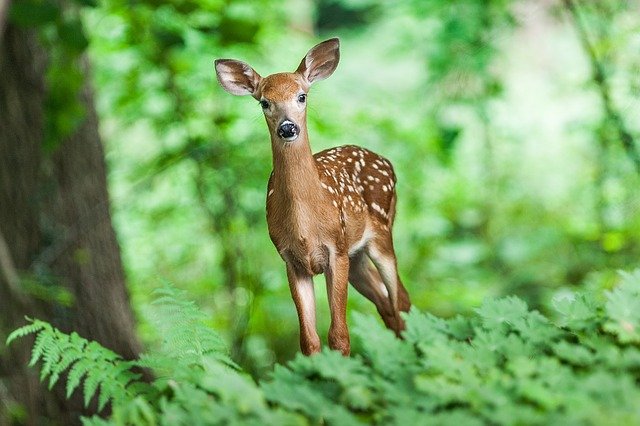 Deer Bondla wildlife sanctuary